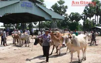 An Giang: Khó kiểm soát tình trạng nhập trâu bò qua biên giới