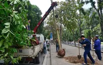 Hà Nội thanh tra toàn diện việc thực hiện thay thế cây xanh