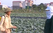 Sử dụng thuốc trừ sâu tràn lan: Do đâu?