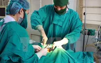 Nối thành công động mạch cánh tay cho bệnh nhân bị khỉ độc cắn