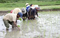 Bắt đầu xả nước đổ ải vụ Đông Xuân