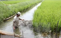 Triển khai mô hình tôm - lúa giai đoạn 2016 - 2020