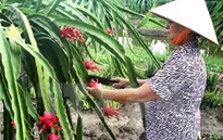 Vĩnh Phúc công bố chứng nhận đăng ký nhãn hiệu Thanh Long ruột đỏ