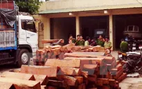 Đồng Nai: Bắt vụ vận chuyển hàng chục m3 gỗ lậu