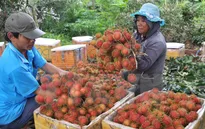 Đồng Nai: Nhiều loại trái cây được giá cao vì vào mùa chậm