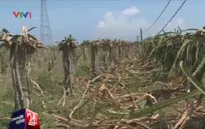 Bình Thuận: Nông dân sững người trước việc thanh long chết đồng loạt