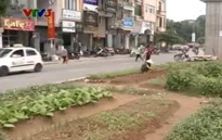 Người dân Thủ đô trồng rau sạch dưới chân tuyến đường sắt trên cao
