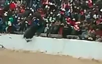 Kinh hoàng bò tót lao lên khán đài húc khán giả