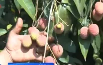Ngày 30/5, Việt Nam xuất khẩu lô vải thiều đầu tiên sang Mỹ