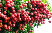 Bắc Giang: Xuất khẩu vải tươi sang Mỹ còn nhiều gian nan