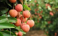 Xuất 1.000 tấn vải thiều/ngày qua cửa khẩu Lào Cai