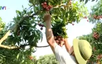 Người trồng vải thiều chủ động thị trường tiêu thụ