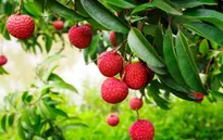 Xúc tiến tiêu thụ vải thiều tại các tỉnh phía Nam