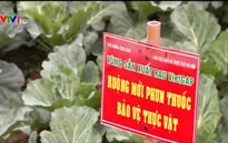 Hà Nội: Thiếu giải pháp tiêu thụ, mô hình VietGAP khó mở rộng