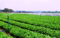 Chỉ 1/3 vùng sản xuất rau an toàn được kiểm định chất lượng sản phẩm mỗi năm