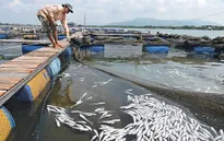 Vũng tàu: Nguyên nhân cá chết là do nước thải ô nhiễm
