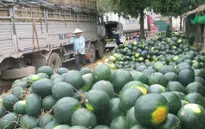 Tái diễn cảnh hàng nghìn tấn nông sản ùn ứ tại cửa khẩu Tân Thanh