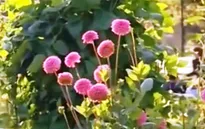 Rau quả hữu cơ chiếm vị trí chủ đạo trong thực đơn ở Đức