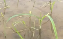 Hơn 1/3 lúa vụ Đông Xuân ở ĐBSCL có nguy cơ mất mùa do xâm nhập mặn