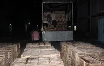 Hơn 1.300 con cá sấu xuất lậu bị thu giữ tại Móng Cái