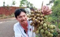 Đắk Nông: Xuất hiện thương lái thu mua quả mây rừng giá cao