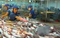 DN Việt xuất khẩu cá da trơn gặp khó khi Mỹ áp dụng quy định cuối cùng