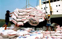 Giá gạo xuất khẩu Việt Nam thấp nhất thế giới