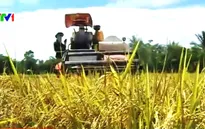 Nhiều đơn hàng xuất khẩu, giá lúa gạo tăng