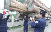 Hà Tĩnh tạm giữ đoàn xe chở gỗ quá tải