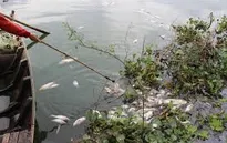 Ô nhiễm môi trường do cá chết hàng loạt