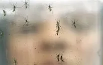 Bộ Y tế nhận định về chủng virus Zika tại Việt Nam