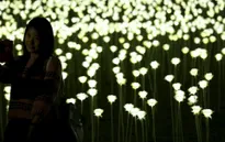 Ngày Valentine: 25.000 bông hồng rực sáng cảng Hong Kong