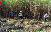 Diện tích trồng giảm, giá mía tại ĐBSCL tăng cao kỷ lục