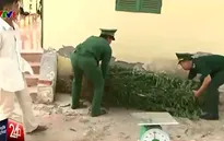 Sóc Trăng: Bị phát hiện trồng cần sa, khai là cho... gia súc ăn