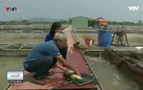 Phát triển nghề nuôi cá lồng - Sinh kế bền vững cho người nông dân