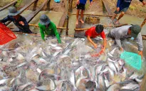Một năm khó khăn chồng chất với người nuôi cá tra
