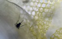 Bệnh nhân nhiễm virus Zika đầu tiên tại Trung Quốc hồi phục tích cực
