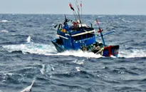 Nhiều tàu cá của ngư dân Bình Định gặp nạn trên biển