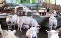 Đạt chuẩn VietGAP, heo vẫn ăn chất cấm... gấp 5 lần cho phép