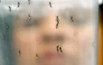 Trung Quốc phát hiện ca nhiễm virus Zika thứ 2