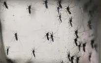 Virus Zika đã xuất hiện ở 41 quốc gia và vùng lãnh thổ