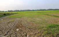 Người dân vùng hạn, mặn mong nước đến “cháy khô cổ họng”