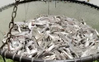 Thượng viện Mỹ thông qua nghị quyết hủy bỏ giám sát cá da trơn