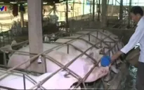 Phấn đấu đến năm 2020 không còn kháng sinh trong chăn nuôi