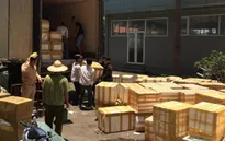 Hải Phòng: Phát hiện gần 10 tấn nội tạng, thịt lợn thối