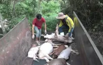 Bình Phước yêu cầu DN xử lý hậu quả vứt lợn chết ra môi trường