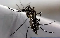 Dùng phóng xạ diệt muỗi ngăn dịch Zika