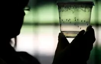 Sau Nam Mỹ, virus Zika chính thức "tấn công" nước Mỹ