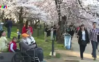 Hoa anh đào nở sớm ở Washington DC, Mỹ