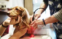 Bệnh viện dành cho thú cưng nở rộ tại Nhật Bản
